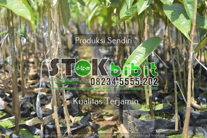 Kawista                                  makan buah kawista