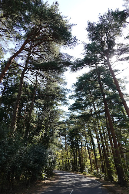 鳥取県西伯郡伯耆町丸山 赤松の森道