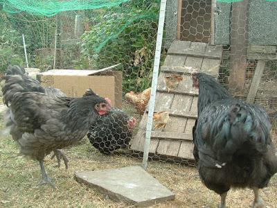 Two Australorp cockerels looking at a bantam hen and her chicks behind a wire fence