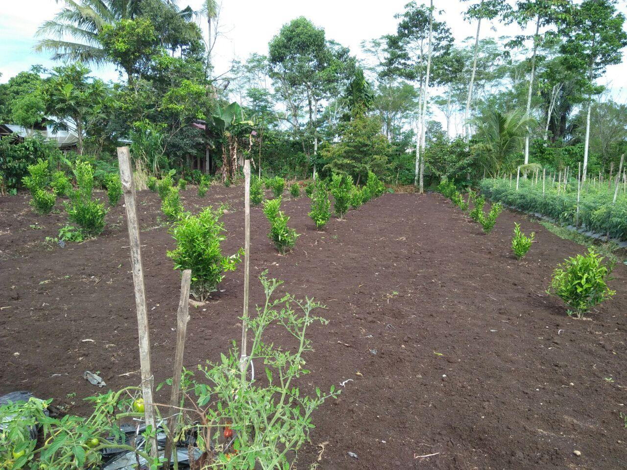 Peluang Usaha Budidaya Tanaman Pangan Di Indonesia