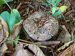 Russula densifolia DSC127175