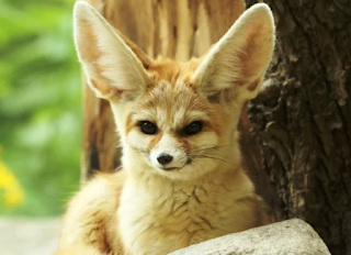 Exotic Animals