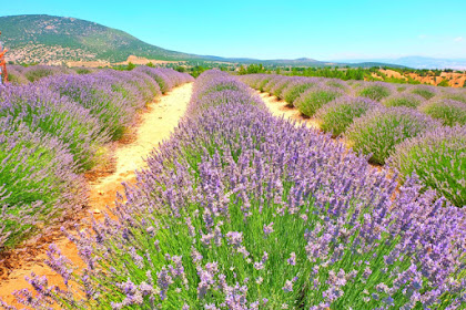 Paket Tour Turki Lavender Festival 29 Juni 2019