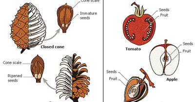 Perbedaan Tumbuhan Angiospermae dan Gimnospermae  Geograph88