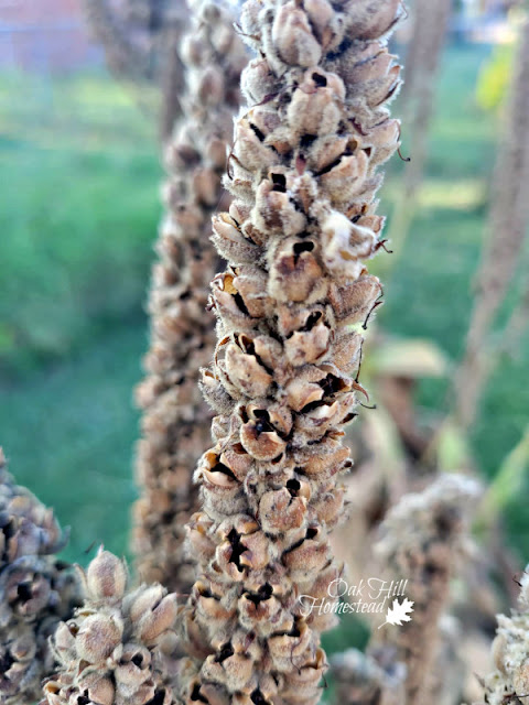 Dry mullein stalks. You can see the seed pockets, where the flowers  have dried and fallen off and the seeds remain.