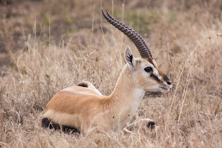 Thomson's Gazelle