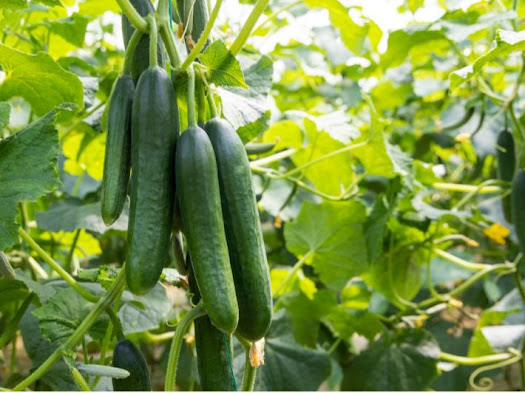 Feasibility study of the project to establish a cucumber farm;
