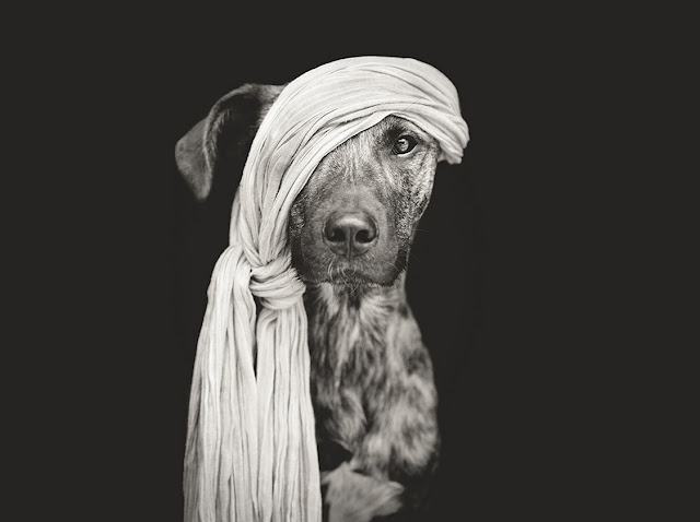 Elke Vogelsang, fotografía, photography, animales, pets