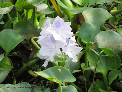 Common water hyacinth, Eichornia crassipes