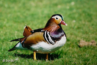 Pato mandarín Aix galericulata