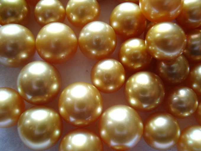 Golden south sea pearls