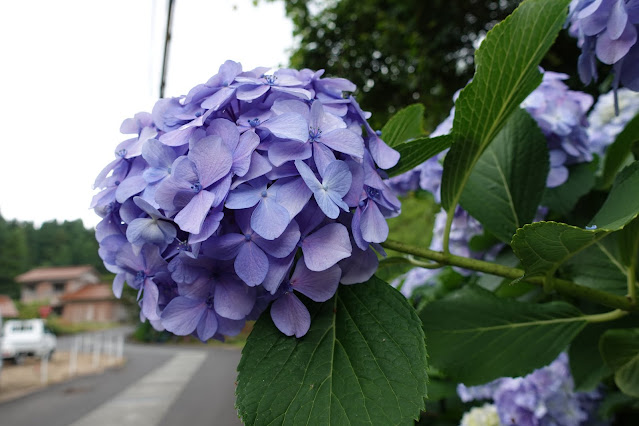 アジサイ（紫陽花）