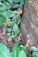 Red flowers against a stone wall - Lyon Arboretum, Manoa Valley, Oahu, HI