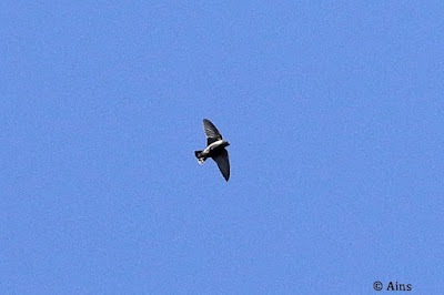 Eurasian Crag-Martin - Ptyonoprogne rupestris,winter visitor,gracing Mount Abu sky."