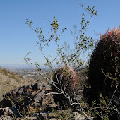 JAVELINA-RIDGELINE-BEVERLY CANYON LOOP
