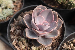 sukulen echeveria, echeveria pvn