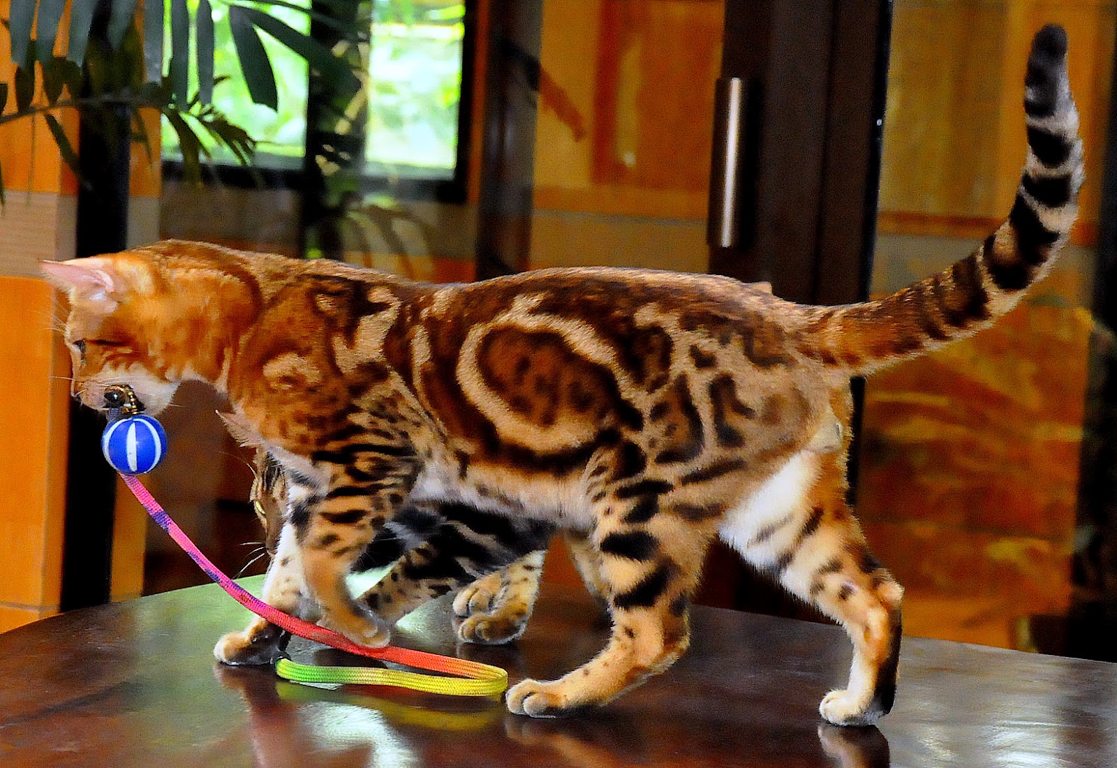 Aneka Pola Warna Kucing  Ras Persia dan Lainya info 