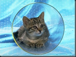 CAT_0181