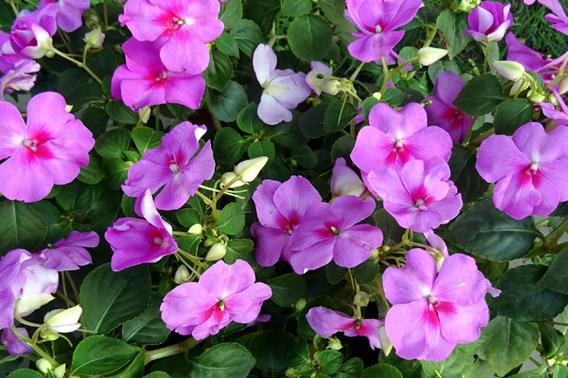 7 Must-Have Shade-Loving Flowers for Your Garden