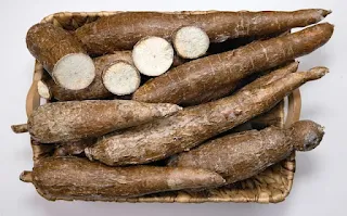 cassava farm