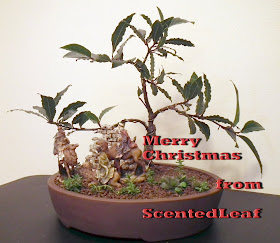  Merry Christmas everyone from ScentedLeaf (Bay Laurel bonsai)