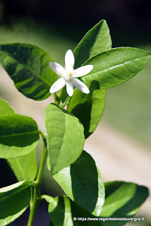 Fleur de citronnier