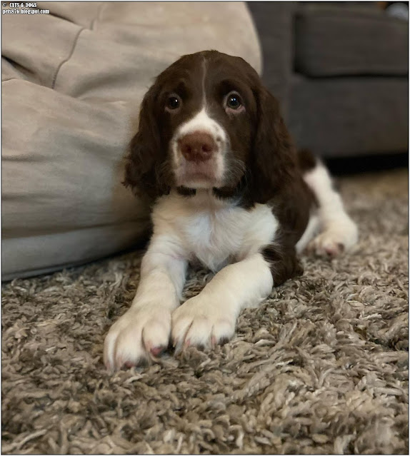 springer spaniel