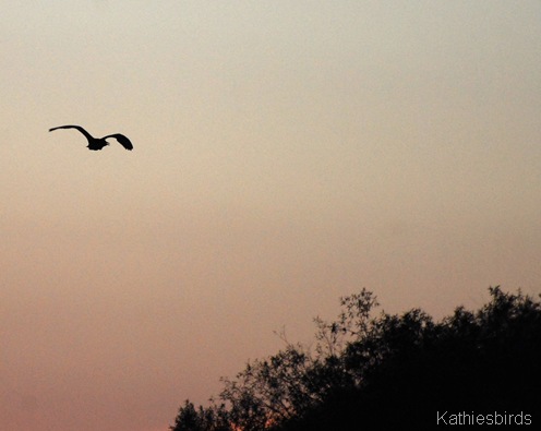 13. silhouette-kab