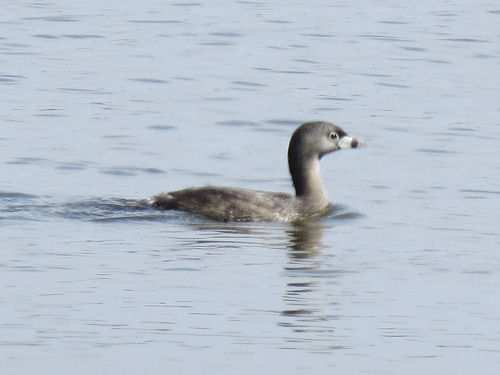 grebe