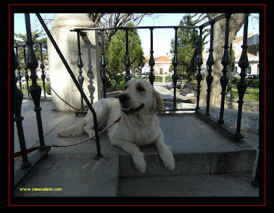 golden retriever em alcochete