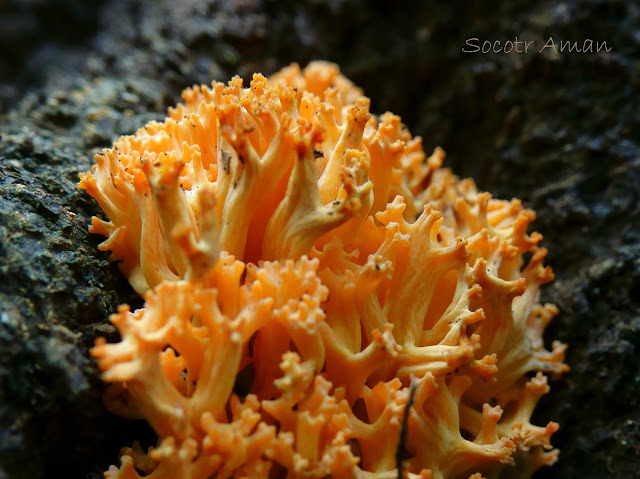 Ramaria formosa