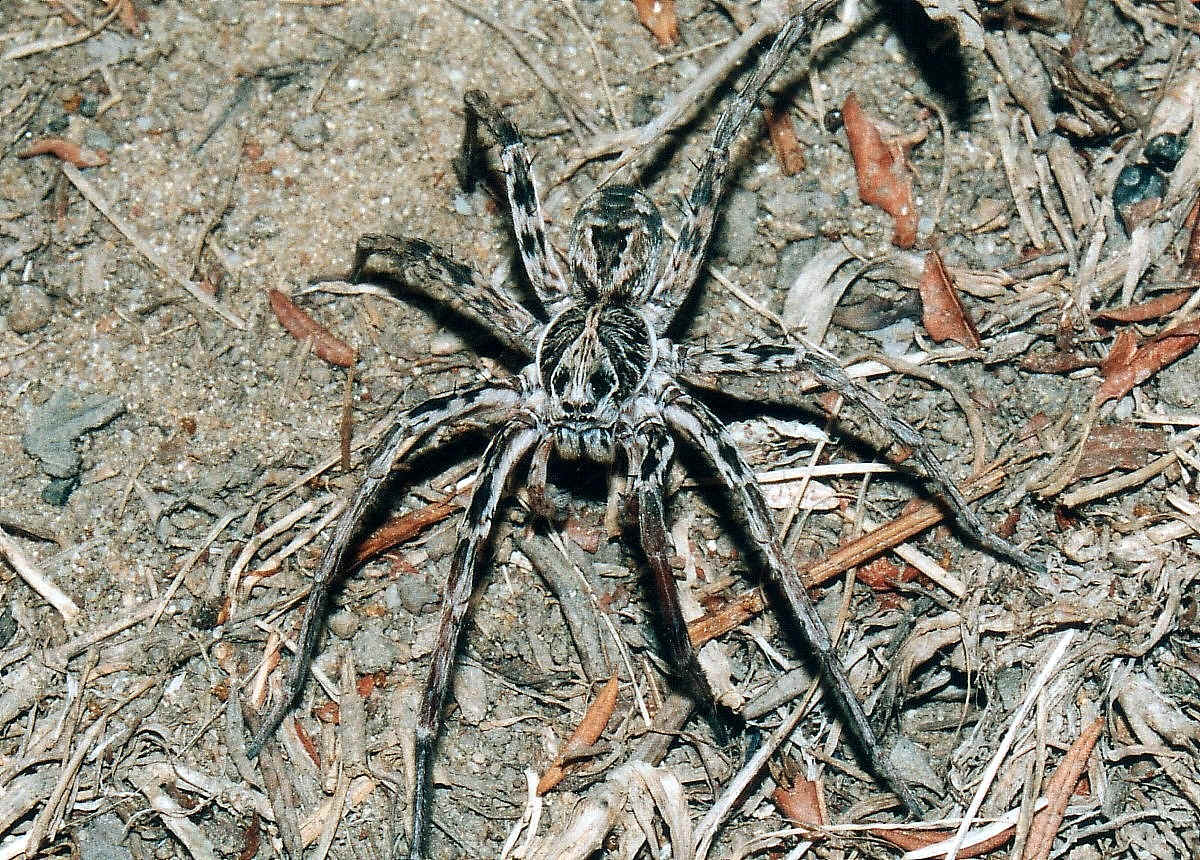 Wolf Spider