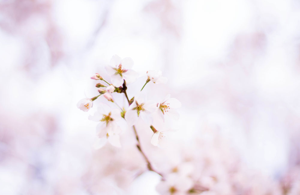 雨の後の桜の写真