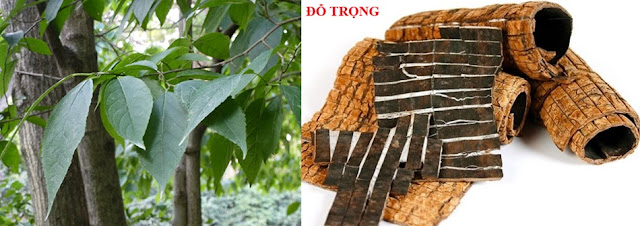 THUỐC BỔ DƯƠNG - ĐỖ TRỌNG (Cortex Eucommiae)