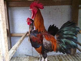 ALL CHICKEN BREEDS FROM INDONESIA PROJECT RAJABUMEN
