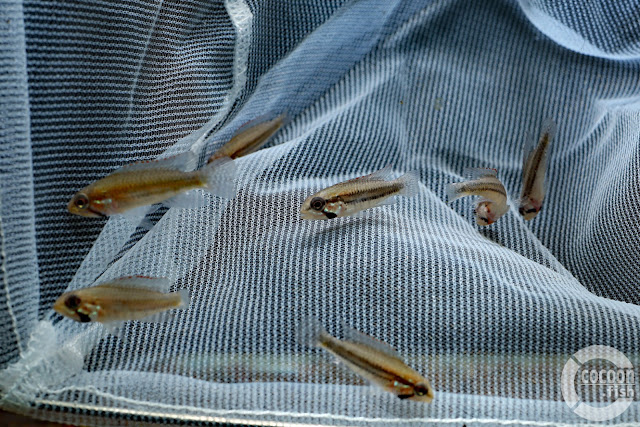 Apistogramma cf. diplotaenia (Rio Atabapo)