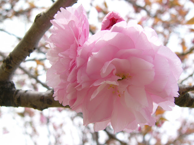 Foto Bunga Sakura Jepang