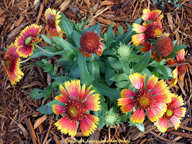 Gaillardia Pulchella Indian Blanket Flower