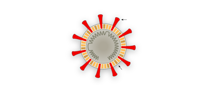Como o coronavírus SARS-COV-2 sequestra suas células