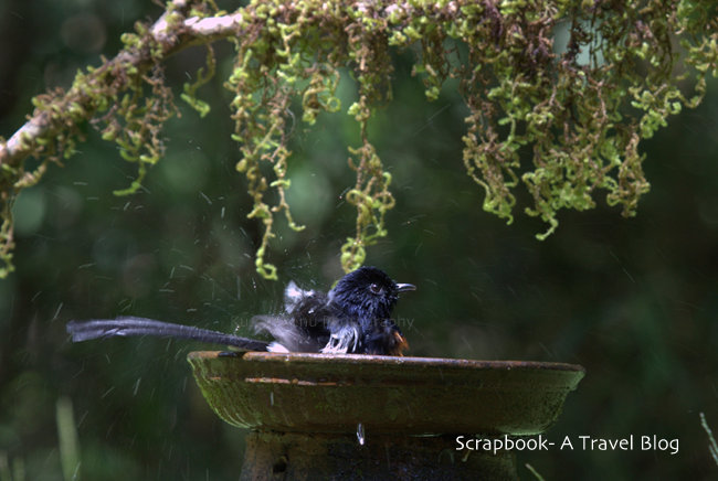 Bathing beauty at Old Magazine House in Ganeshgudi Karnataka India