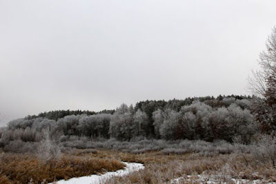 hoar frost covered landscape