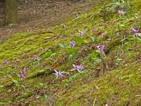 北の山地に自生する多年草で、日当たりの良い落葉樹の下に生る。