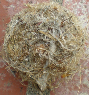 Hummingbird nest, photo by Rosemary West © 2009