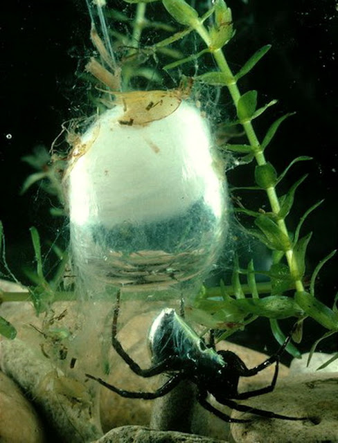 Die Luftglocke der Wasserspinne - Spinnen unter Wasser