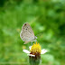 Beauty of Nature: Butterflies
