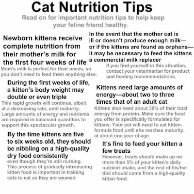 Cat Nutrition Tips, fat, fat burn, Fat cat, Fat cat NYC, fat cat Quincy, 