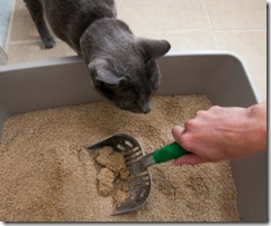 squeak watches litter cleaning