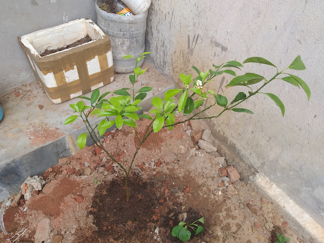 newly-planted-fruit-plants-in-andhra-garden-8