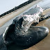 Baleia é encontrada morta às margens da praia do Açu, em São João da Barra