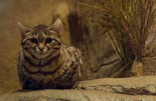 The black-footed cat world extreme killing machine